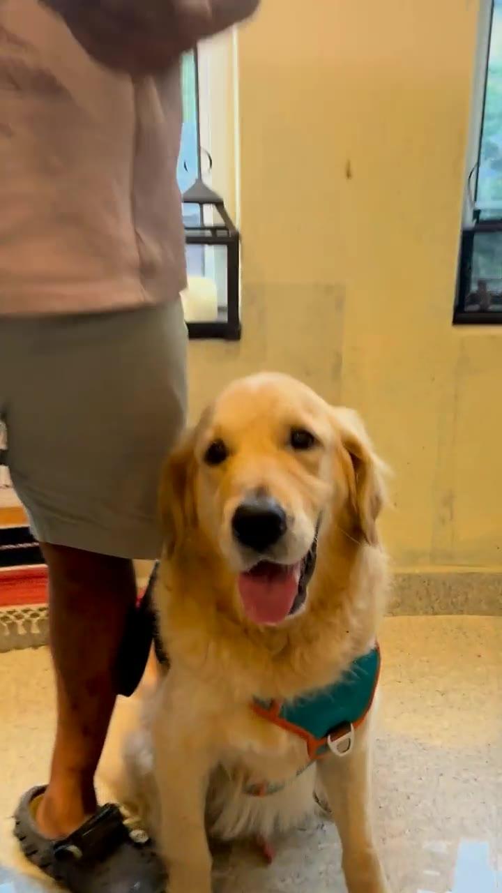 The studio's golden retriever looking up at the camera